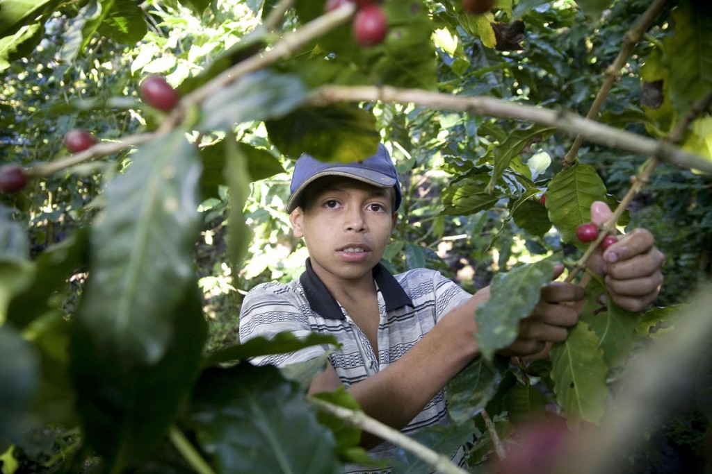 Sergio Fieroa picks coffee beans on Finca El Roble, a certified fair trade coffee farm.